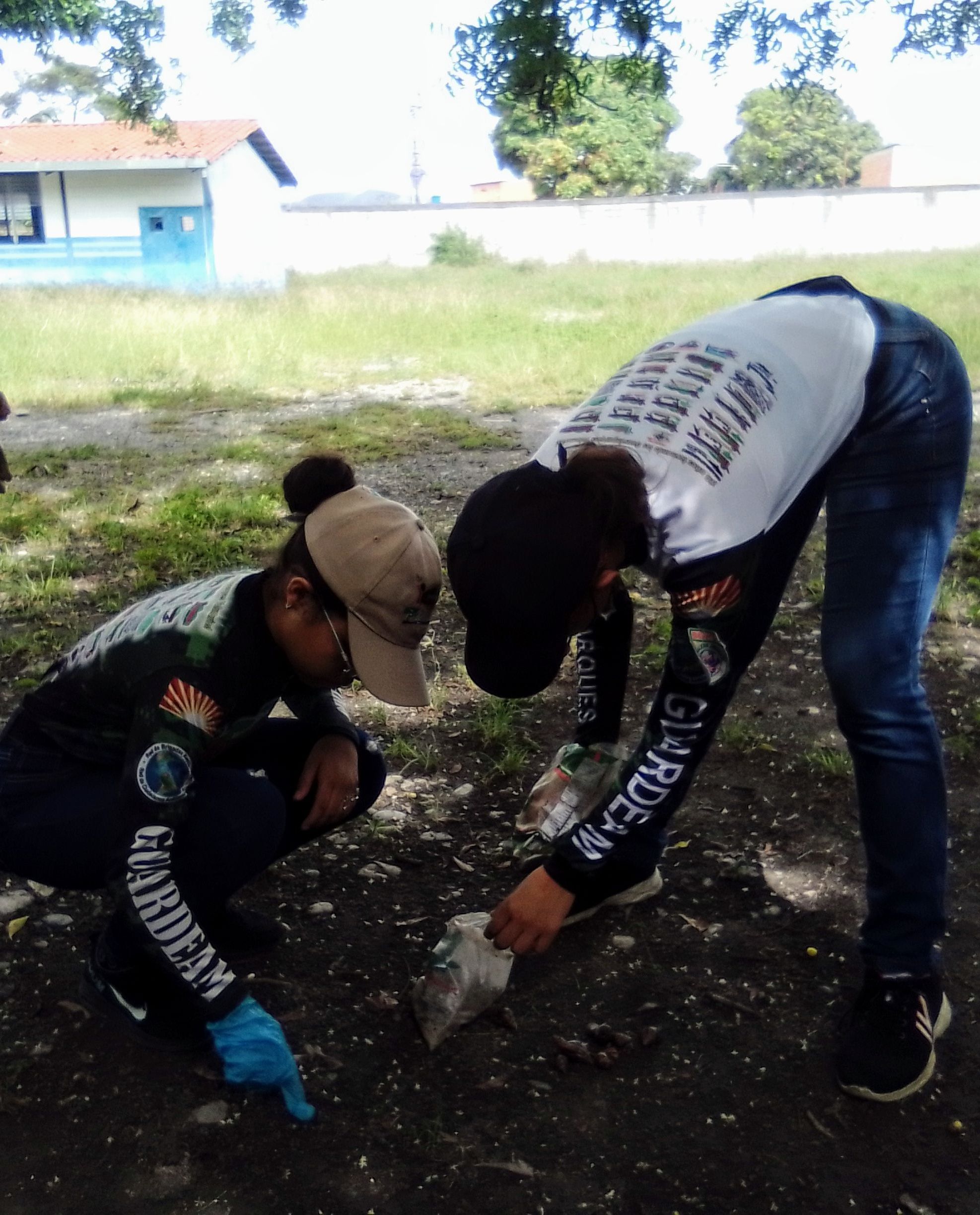 Recolección de caracoles africanos en escuela de Ruiz Pineda 1 por parte de guardaparques voluntarios